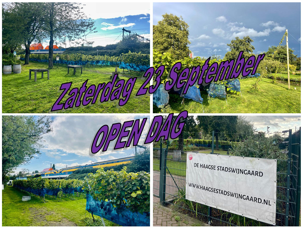 Open dag 2023 op de Haagse Stadswijngaard -